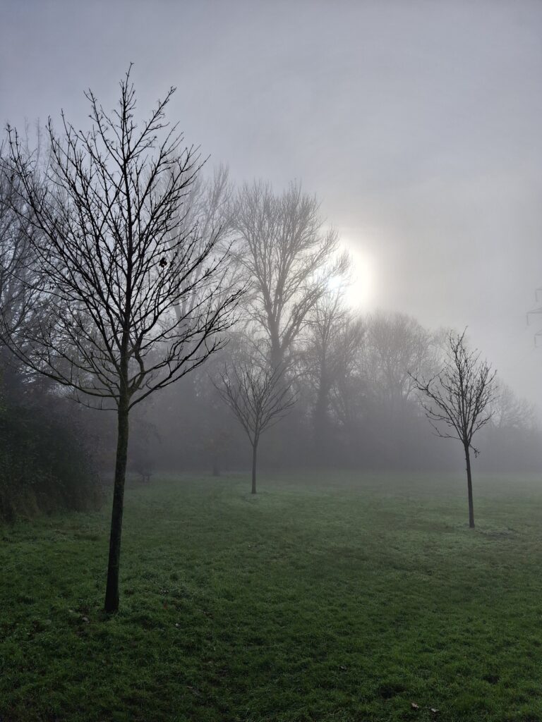 Image of trees in a park with heavy mist