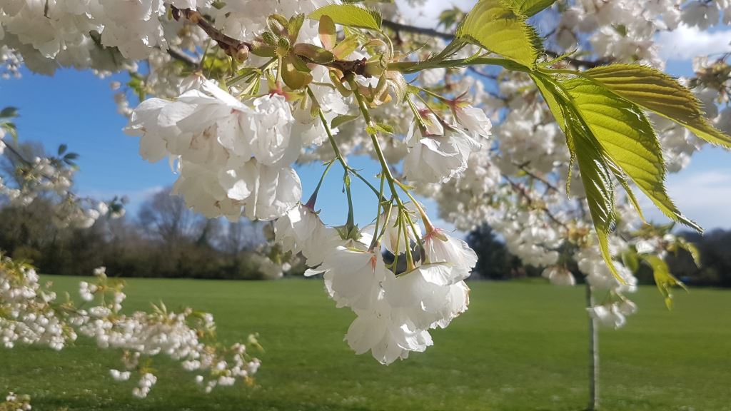 Image of a white blossom tree branch